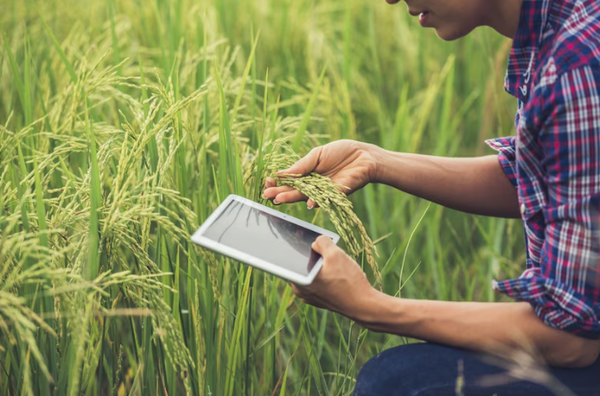 [농축산업] 농작물 생육 상태를 측정하는 AI : 기존 육안 검수 대비 약 92.4% 증가