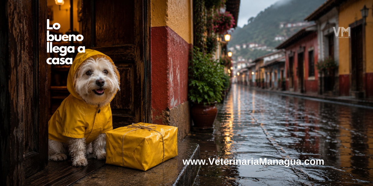 Lo bueno llega incluso cuando llueve 🐾