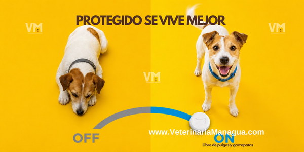 ¿Cada cuánto debo proteger a mi perro contra pulgas y garrapatas?