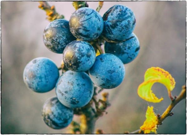 Schlehe. Die vergessene Frucht. Oder die Frucht, die einem beim Reinbeissen das Gesicht zusammenfaltet.