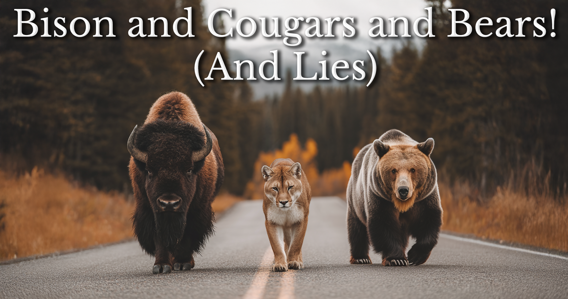 Bison & Cougars & Bears! (And Lies)