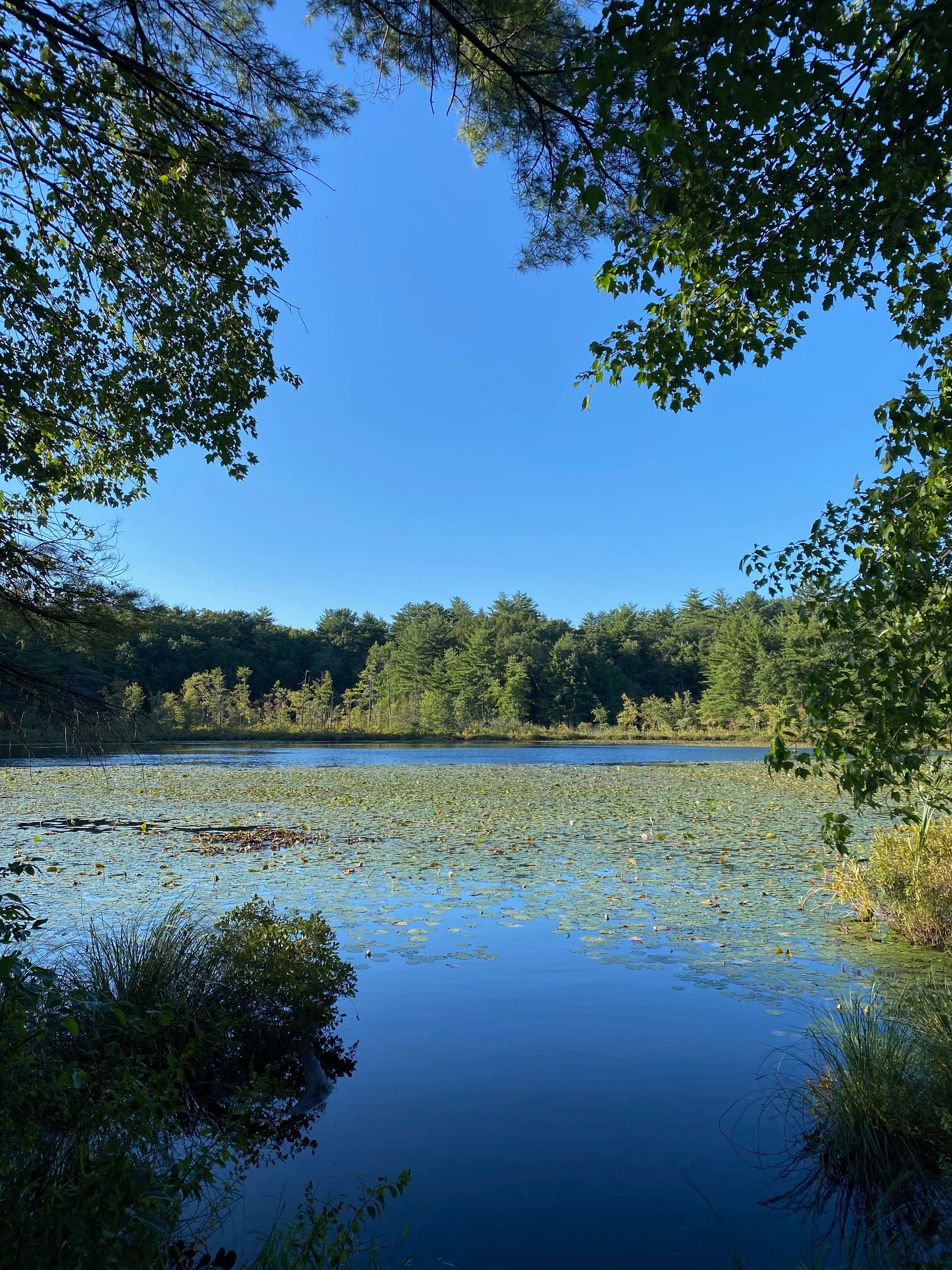 A bright blue pond framed by overhanging green tree branches on either side, a bright blue sky, and a distant treeline on the far shore. The surface of the pond is covered in lily pads.