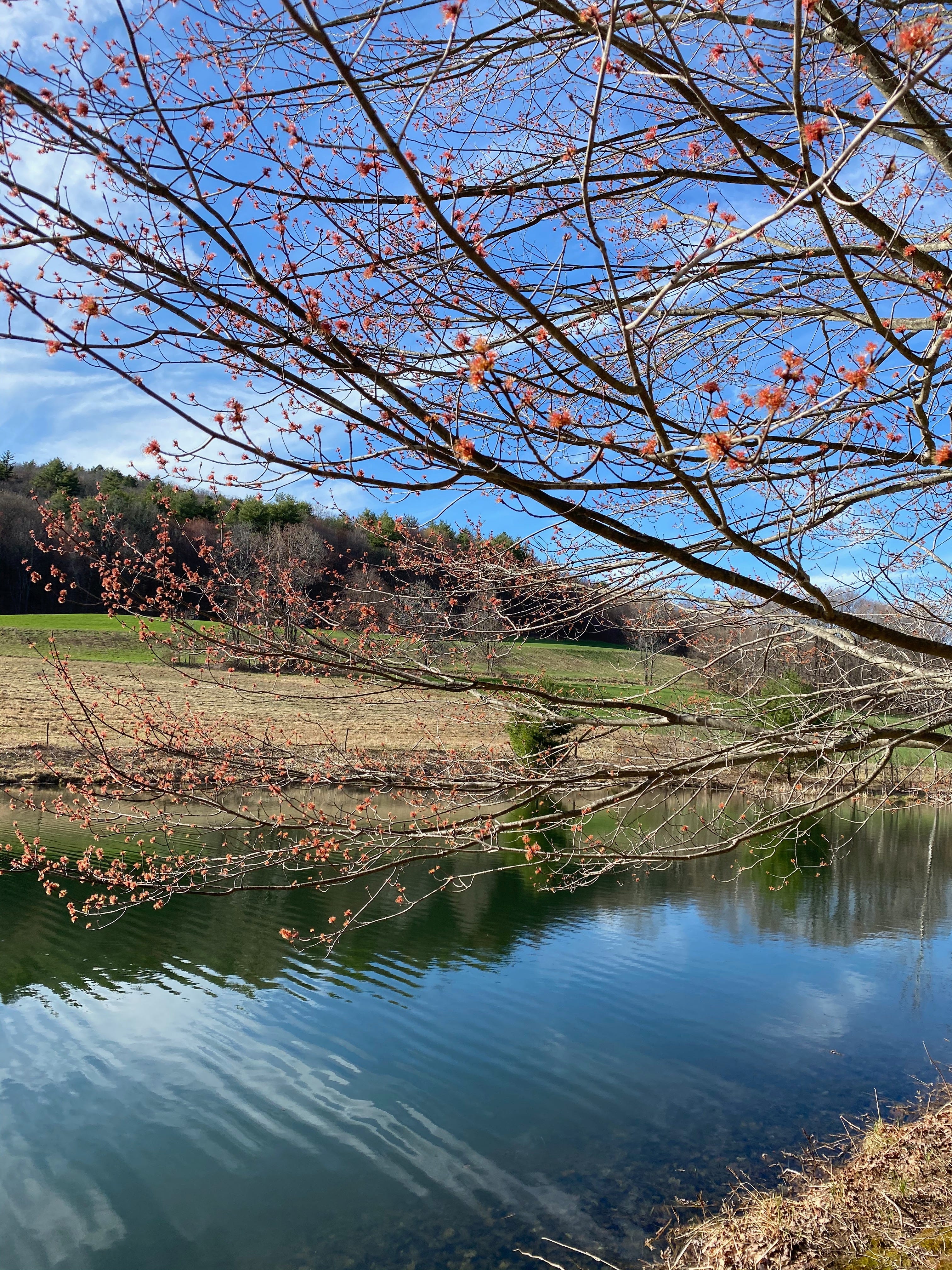 A pond at the bottom of a grass-covered slope. The water is reflecting the blue of the sky. There is a tree with bright red buds in the foreground, above the pond, against a blue sky studded with clouds.