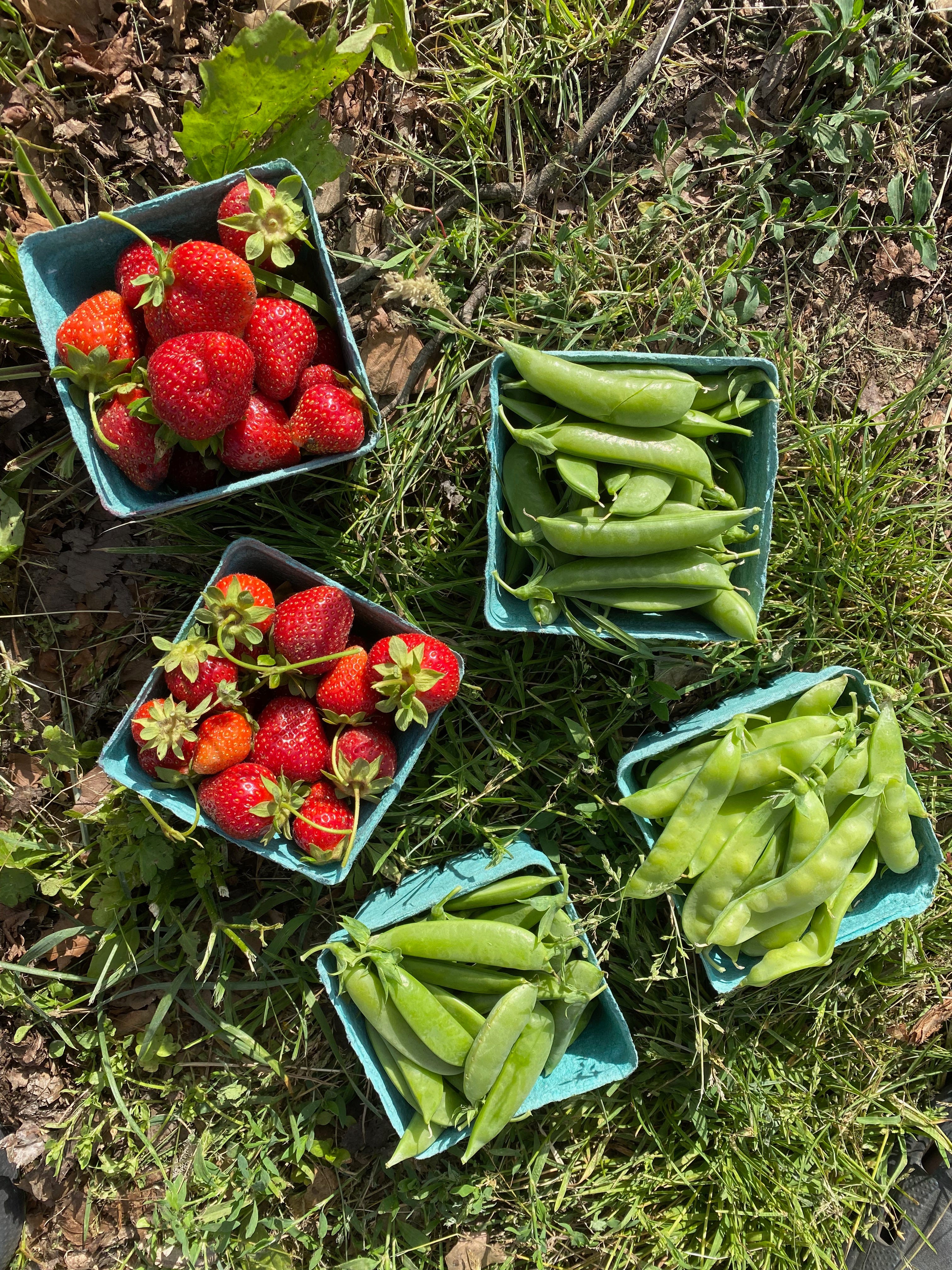 Two pints of strawberries and three pints of peas sitting in a grassy field.
