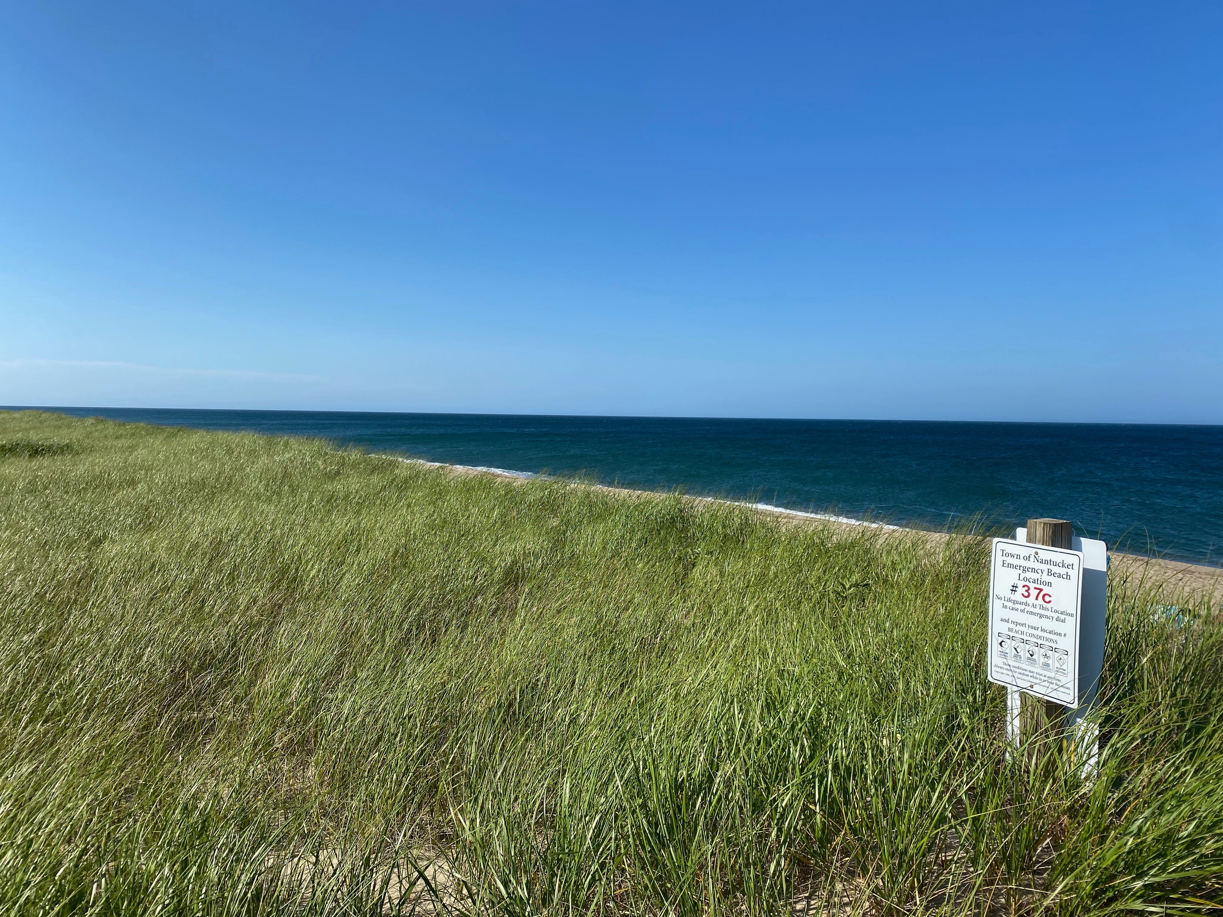 View of a wide expanse of green beach grass blowing in the wind, a small strip of beach, a dark blue ocean, and a cloudless blue sky.