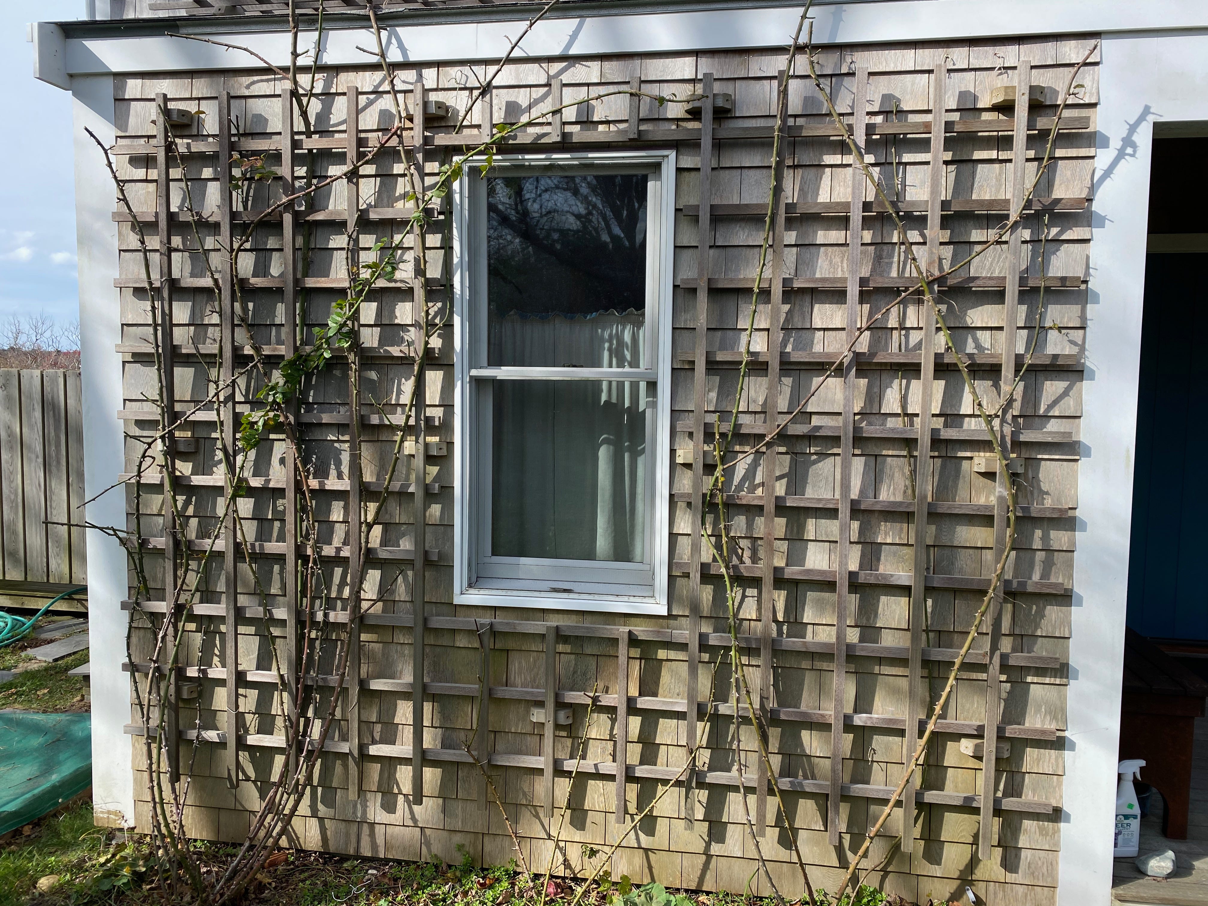 A cedar-shingled wall with a large wooden trellis attached to it. There is a small window in the middle of the wall; the trellis is on either side. Rose canes climb up the trellis, stretching up onto the roof. They are mostly, brown, with no leaves, and they curve and twist around each other.