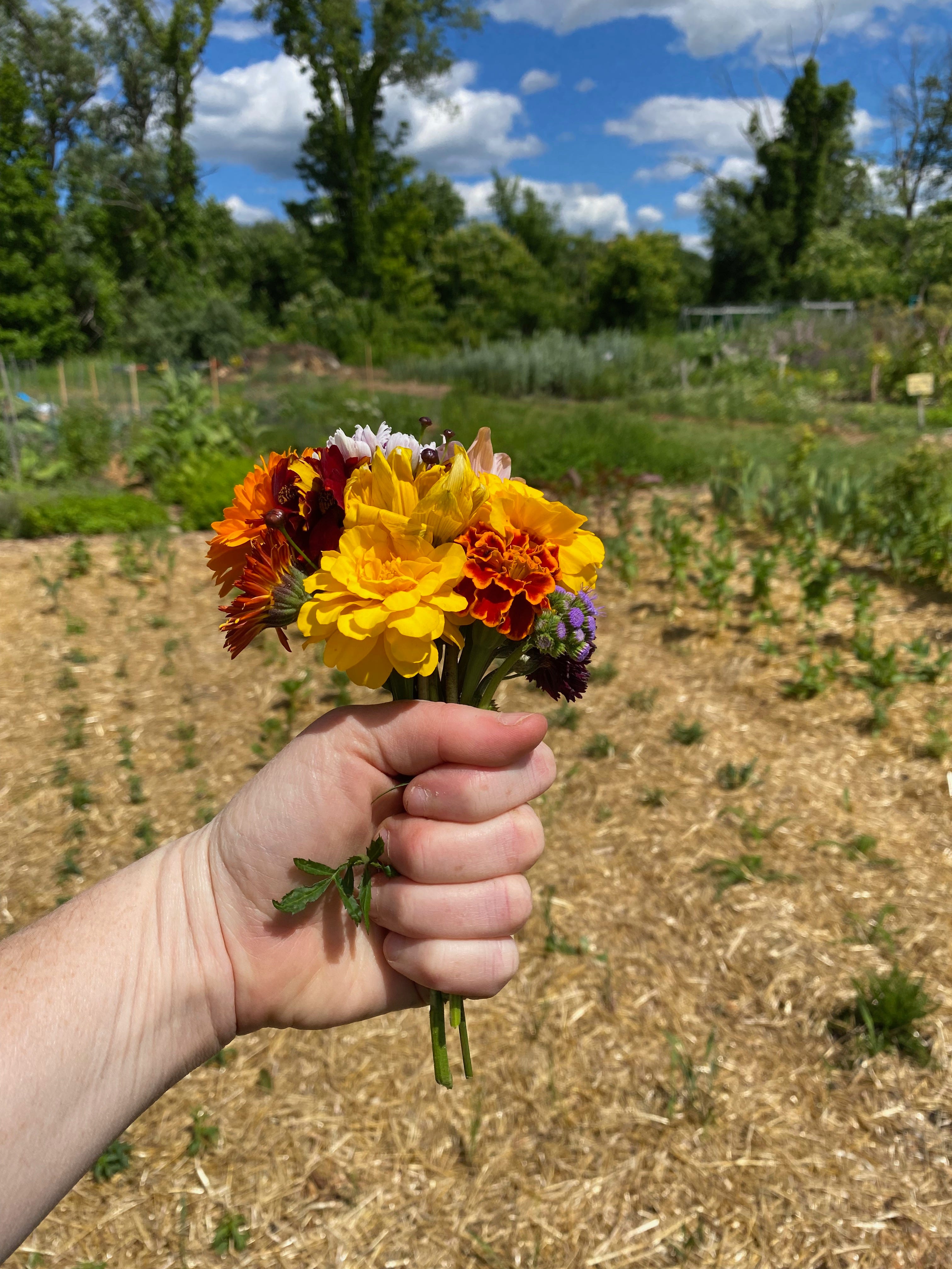 My hand holding a small bouquet of red, yellow, and orange flowers in front of a community garden plot. The plot is mostly golden straw, with rows of small flower seedlings poking through. Other garden plots and trees are visible in the background.