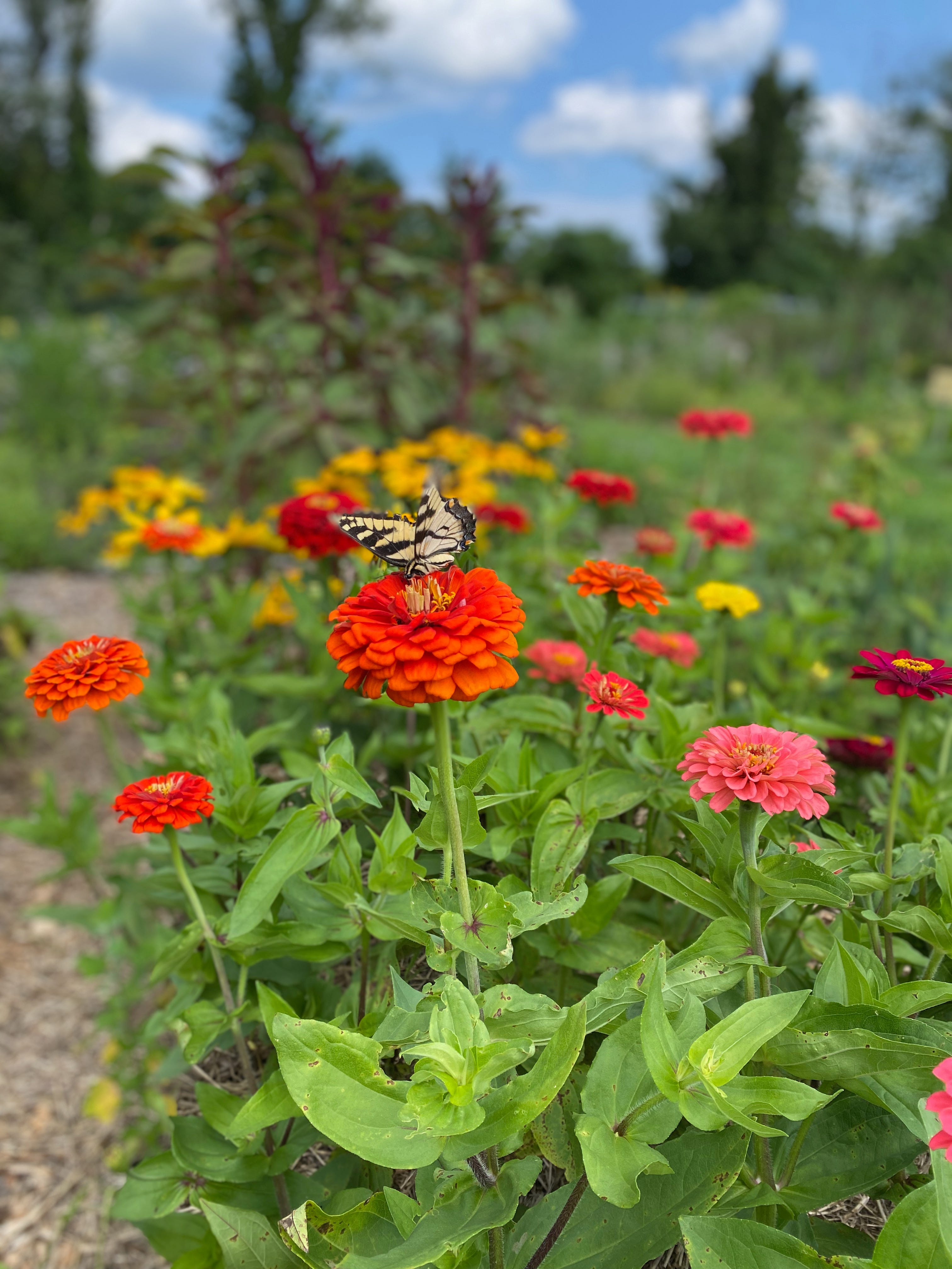 A tiger swallowtail butterfly perches on an orange zinnia, in a patch of colorful zinnias. Blurry amaranth plants and a blue sky appear in the background.