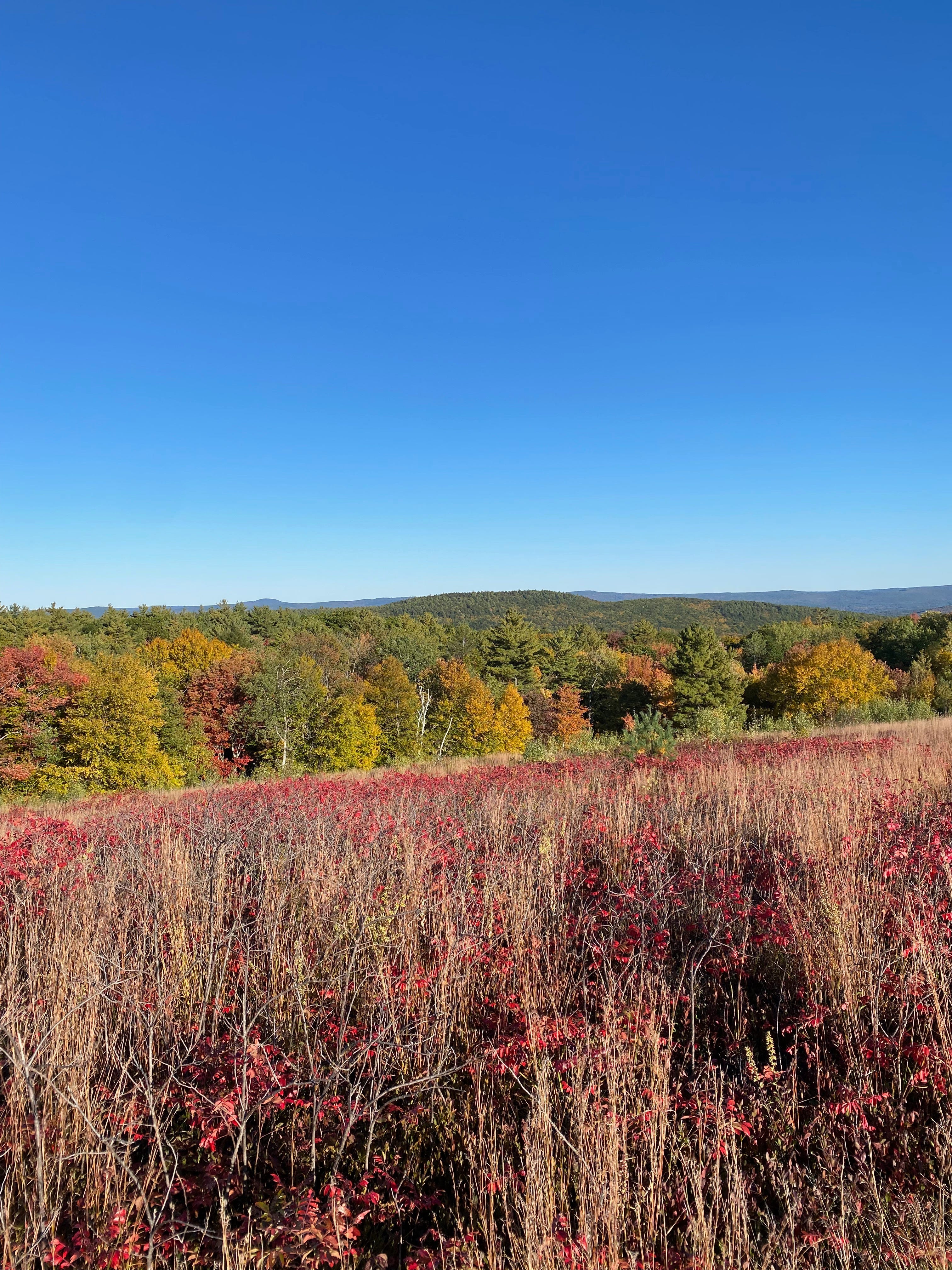 View of a meadow on a ridgetop full of red and brown grasses, hills full of red, gold, and green trees, and a bright blue sky.