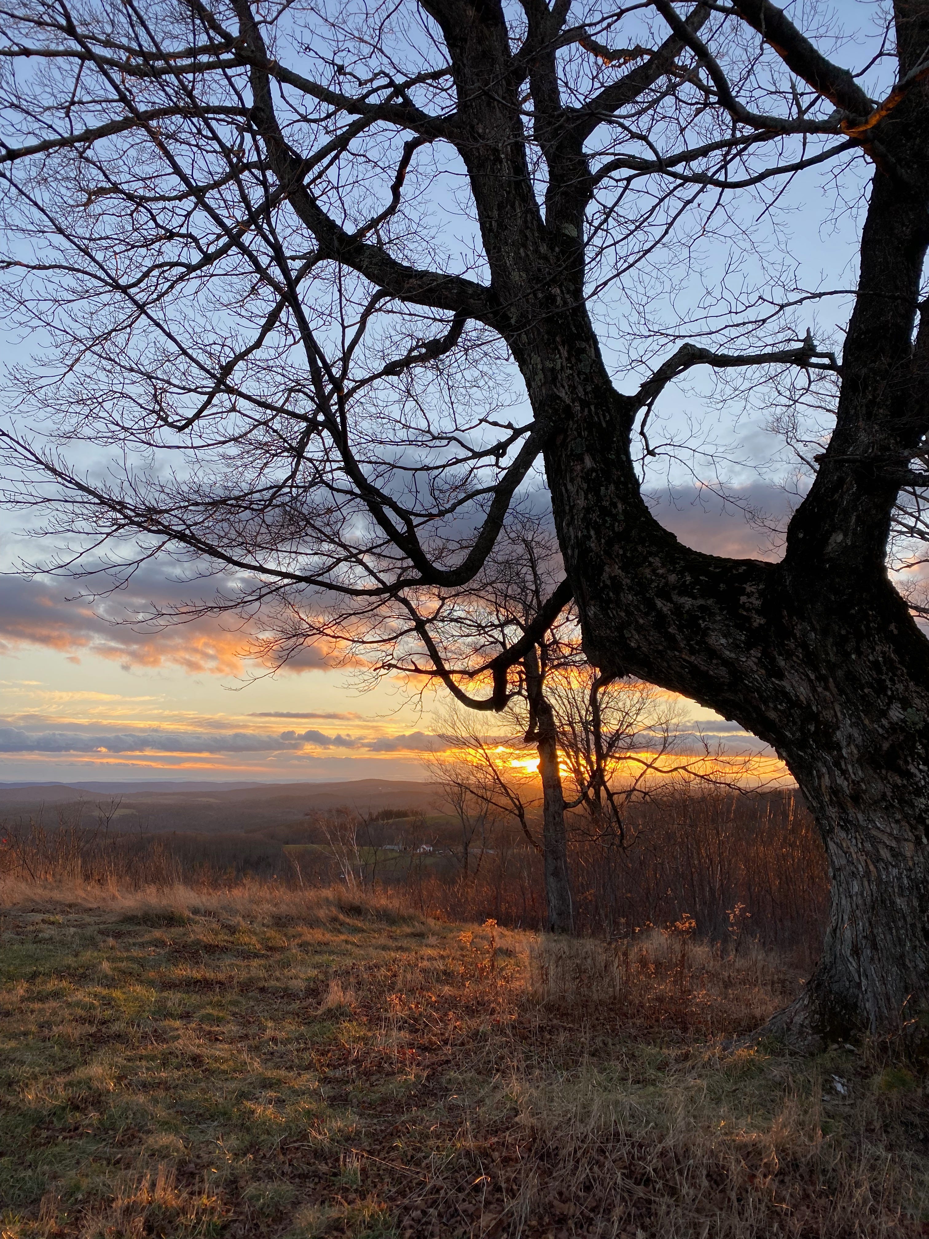 A large dark tree on a hill silhouetted against a sky at sunset. The sun blazes gold on the horizon, beneath a bank of grey, blue, purple, and orange clouds.