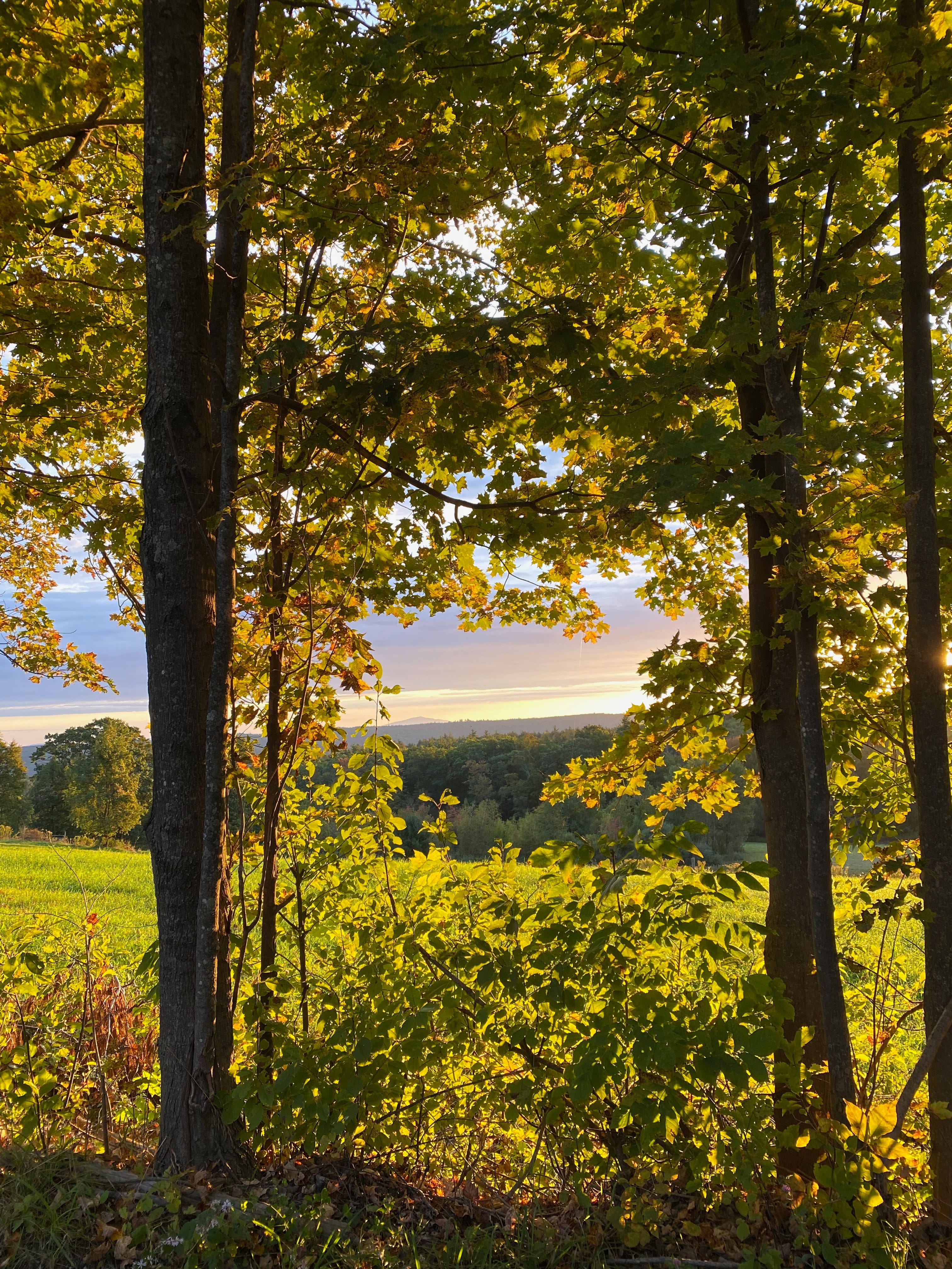 View of a golden-lit hayfield and the trees, mountains and sky beyond it, lit up with sunrise colors of gold, pink, blue, and purple. The view is framed by two large trees, their green-gold leaves illuminated by the sun.
