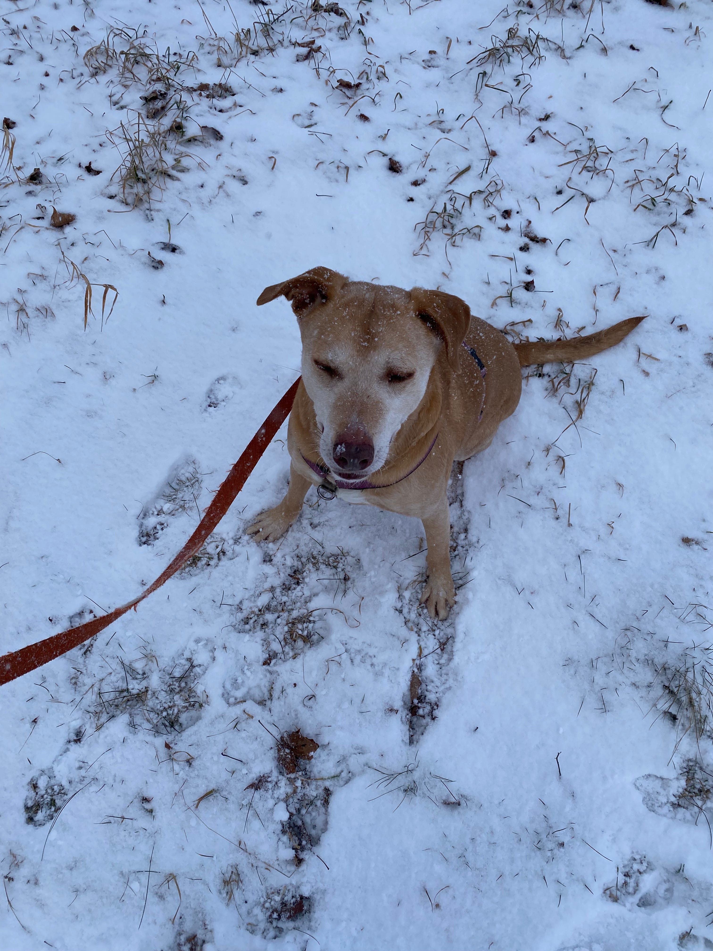 Nessa sitting in a snowy field, eyes scrunched closed, snowflakes on her nose.