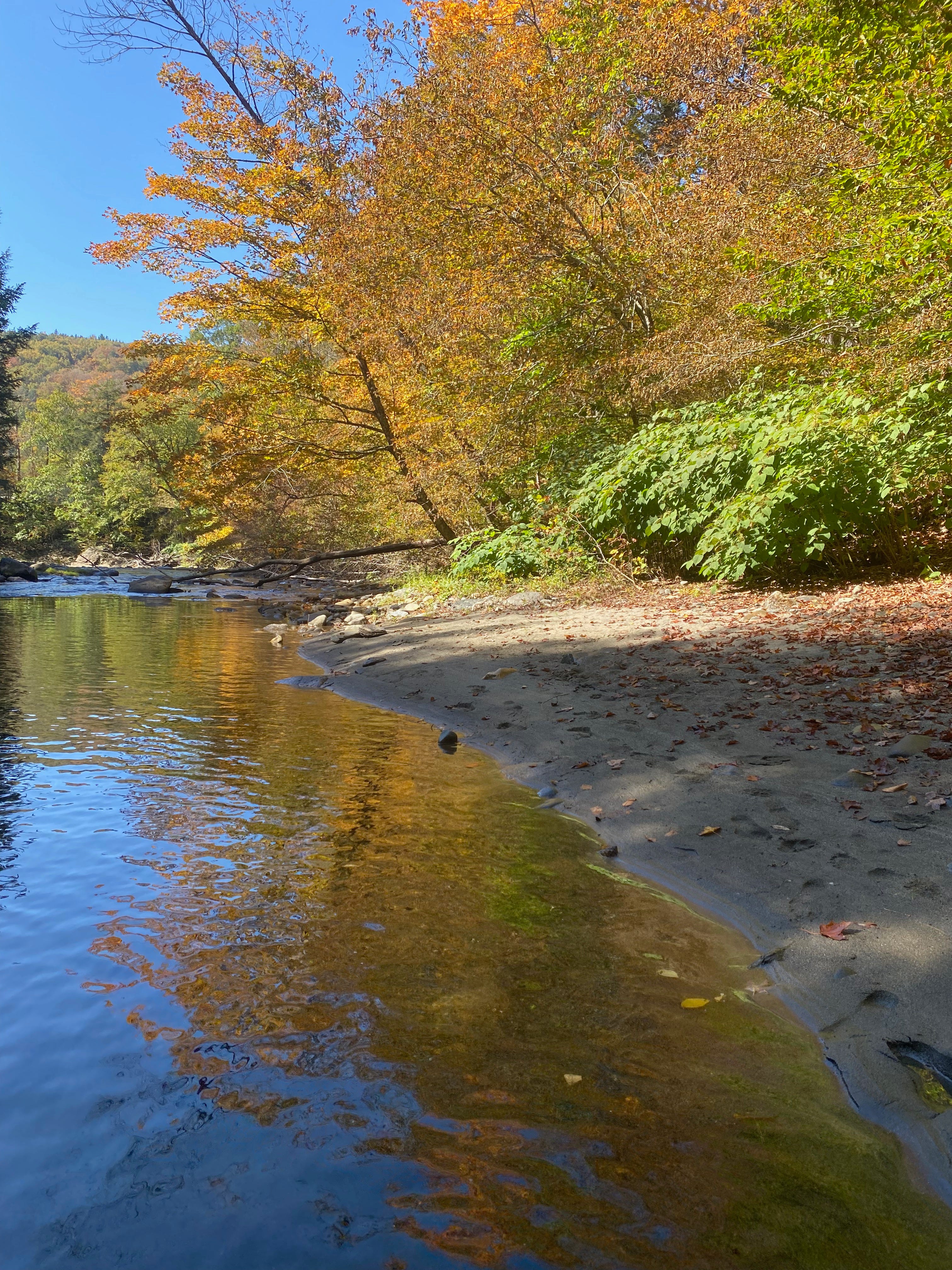 A sandy beach along a still river. The golden trees along the bank cast an orange reflection on the water.  