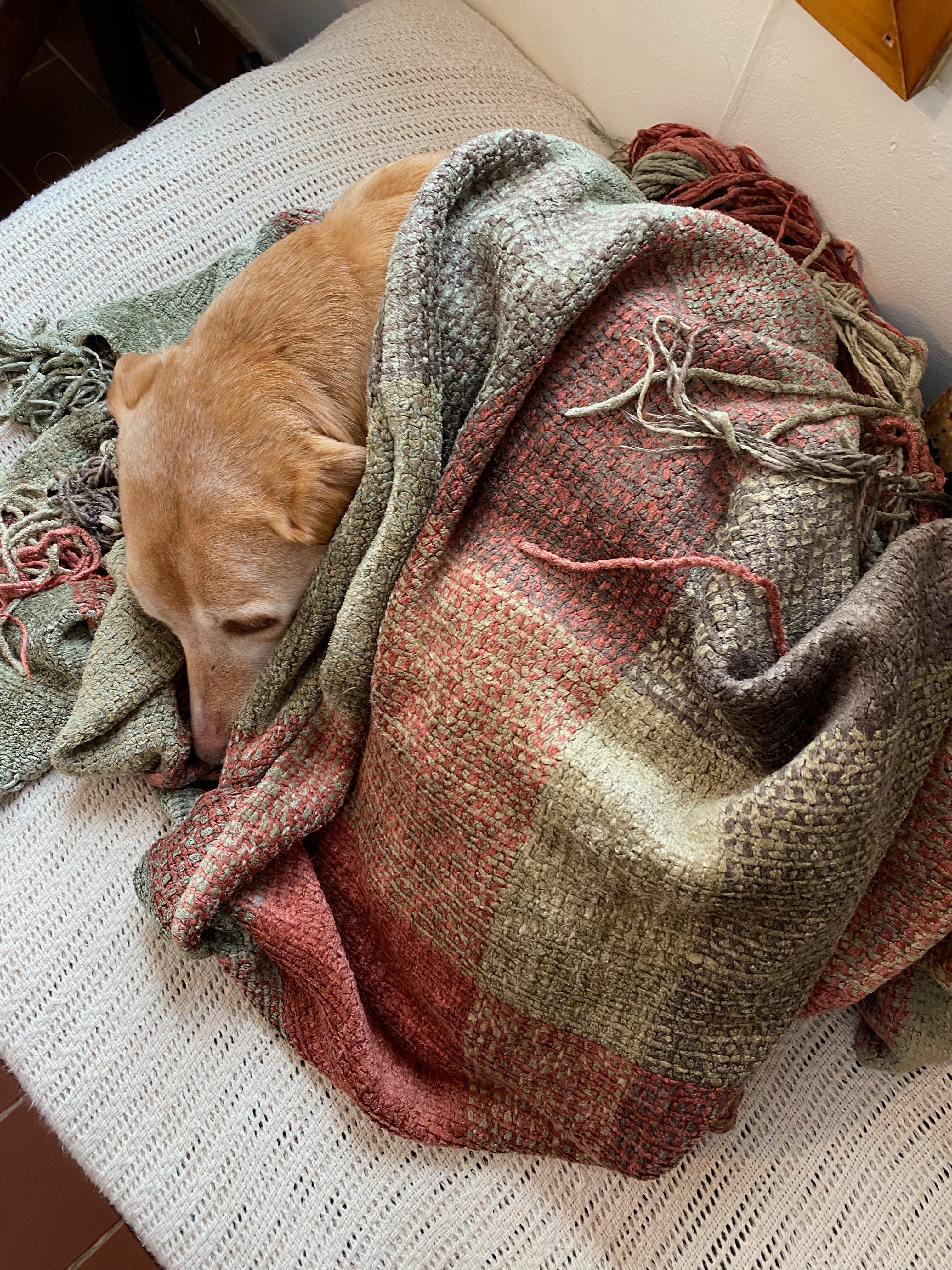 Nessa curled up in a ball on the couch in a blanket, only her head peeking out.