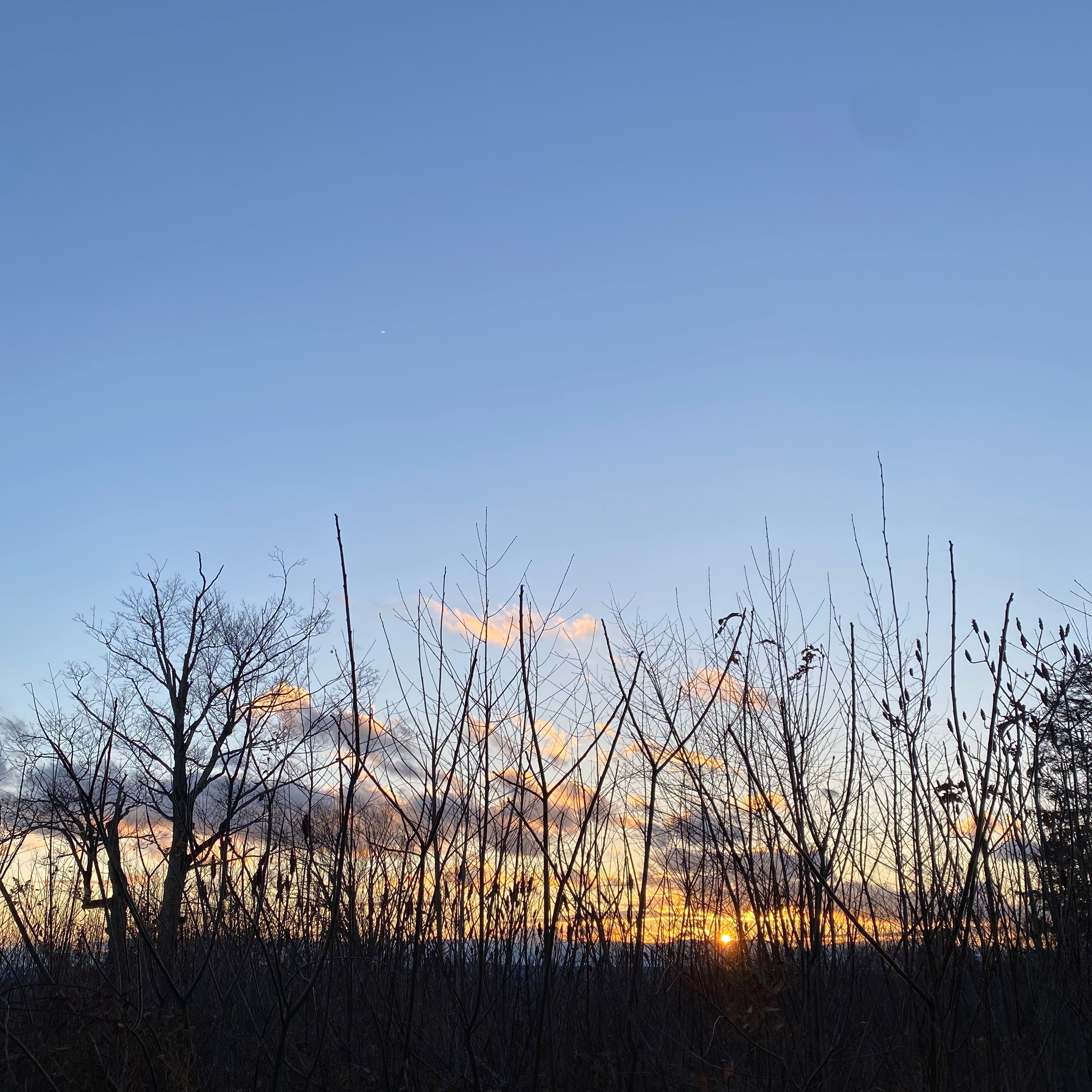 The sunset behind a line of black trees. The sky is deep blue, the sun golden.