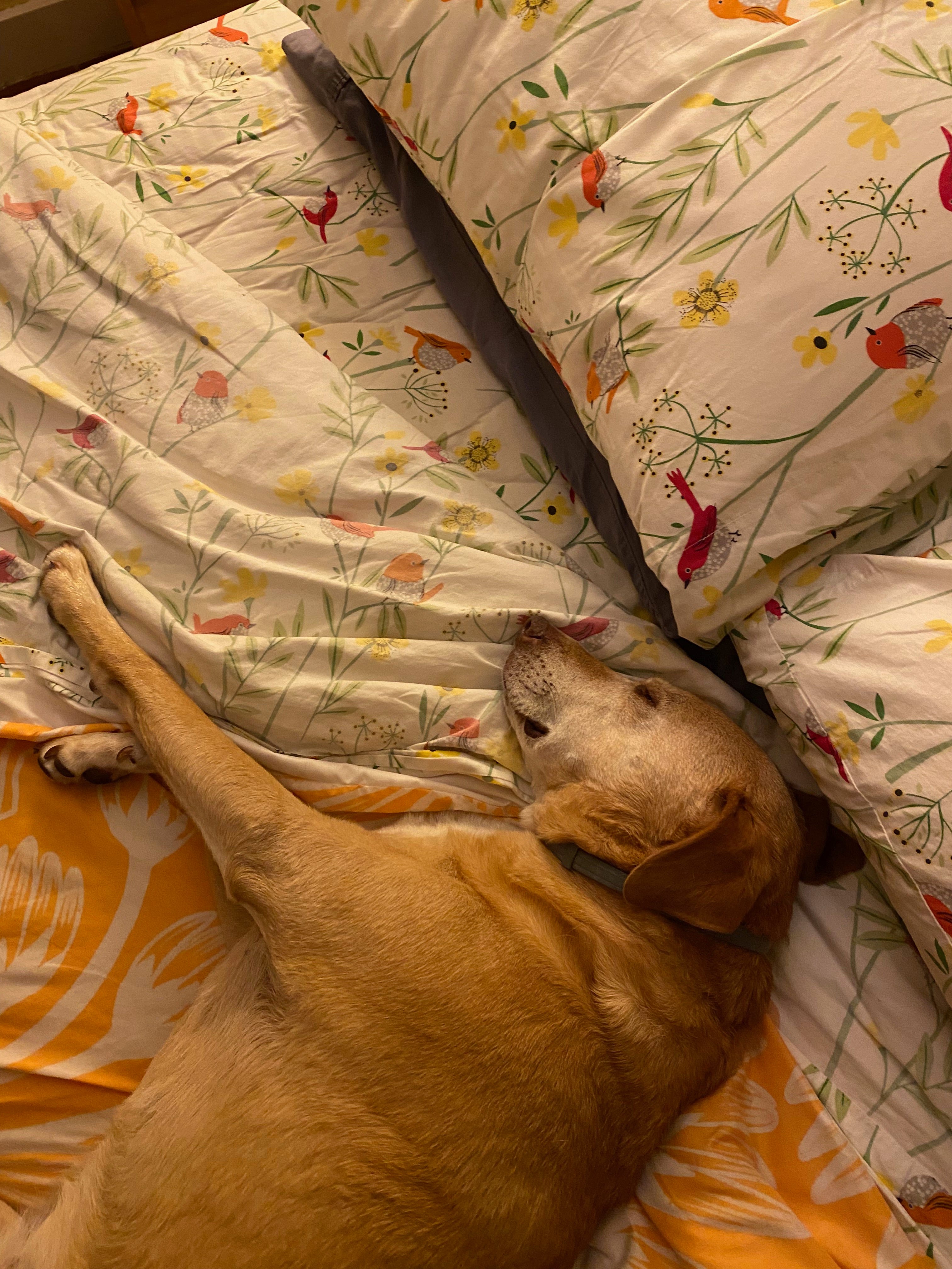 Nessa sleeping on her side my bed, her face tucked in right beneath my pillow, her two front paws stretched out across the sheets.