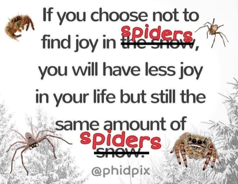 spider joy
