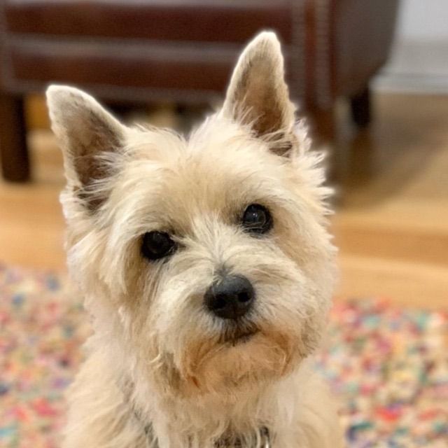 Starting a podcast during COVID19