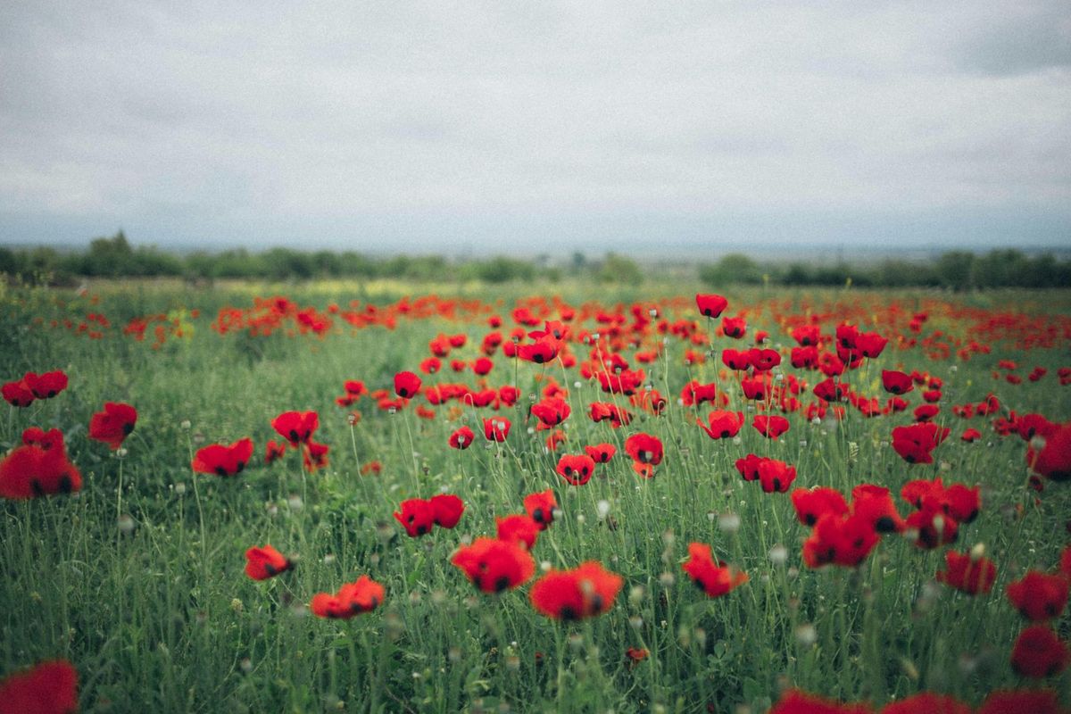 A picturesque field of red poppies in bloom, showcasing nature's vibrant beauty on an overcast day.