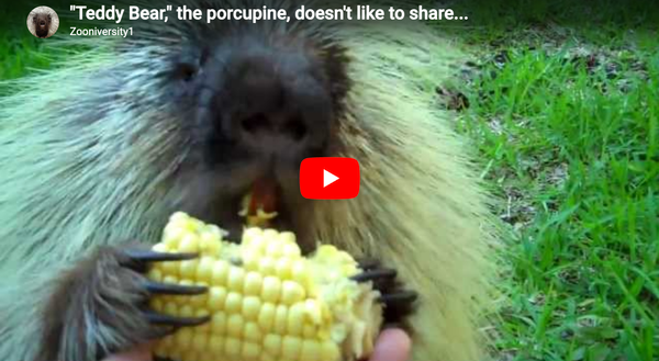happy Caturday with Teddy Bear the porcupine