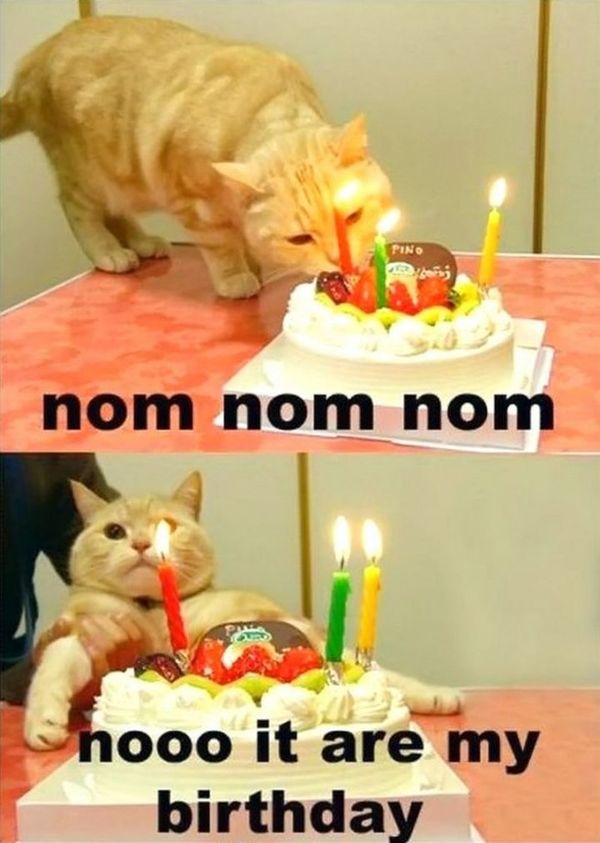 cake and cats - why not? #caturday #cakeday