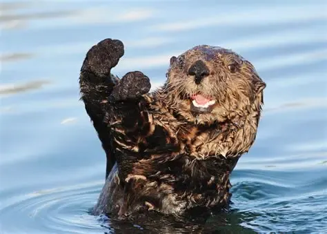 Sorry but Caturday is replaced by Otterday kthxbai