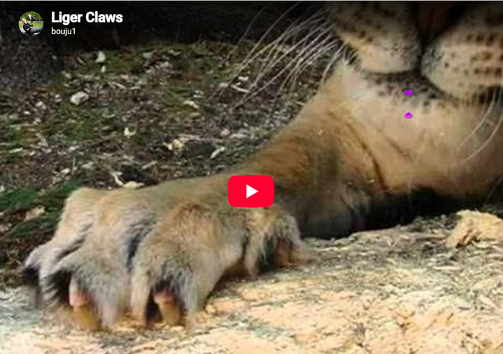 Now that's what I call a Cat (well it's really a Liger) for Caturday!