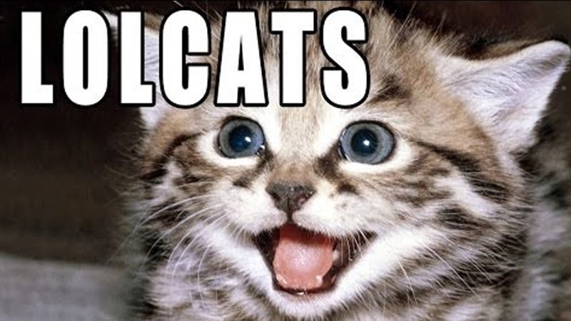 Surely Caturday is not cancelled?