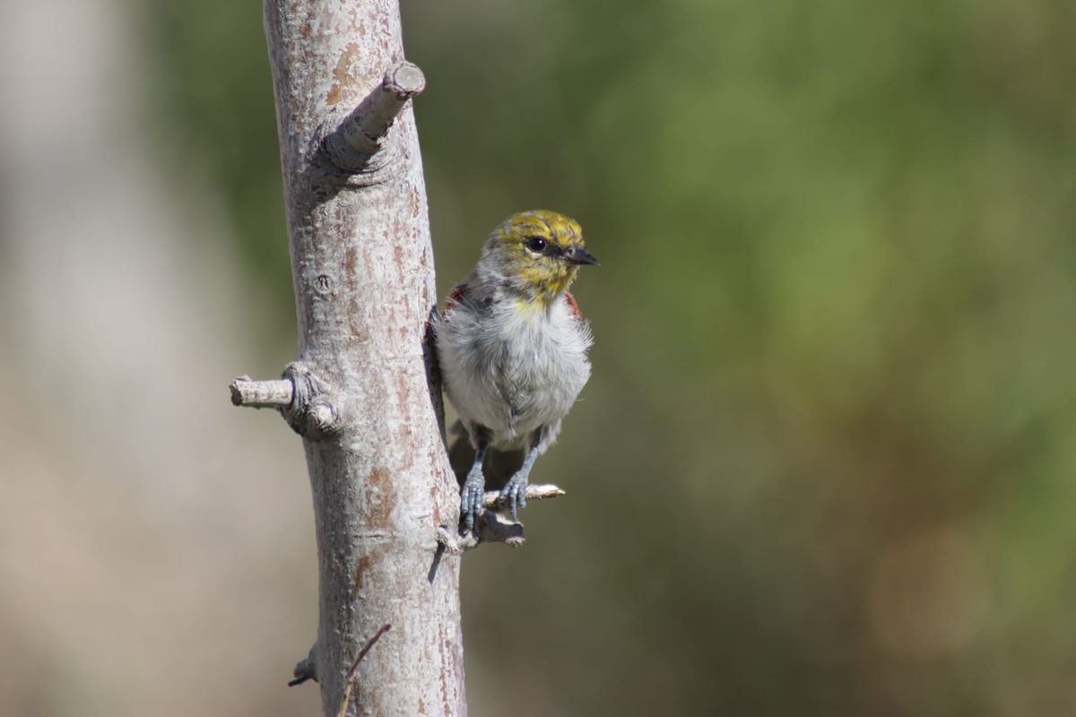Gardening & Garden, Guilt & Joy