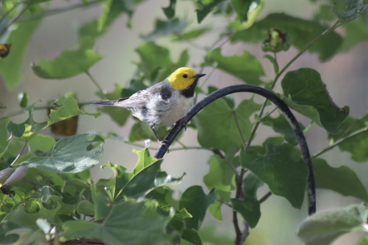 Wildlife Habitat Garden: Spring tasks