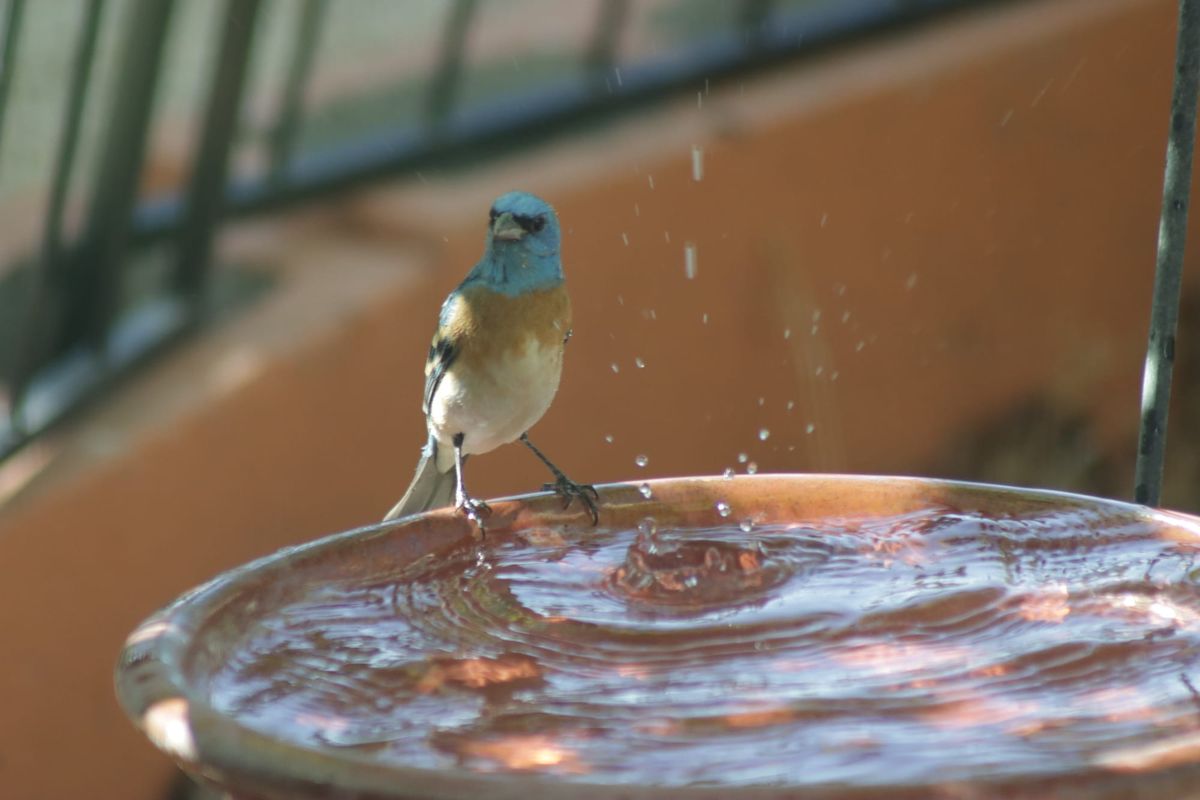 Fall Bird Migration: maximize bird sightings in your backyard and beyond
