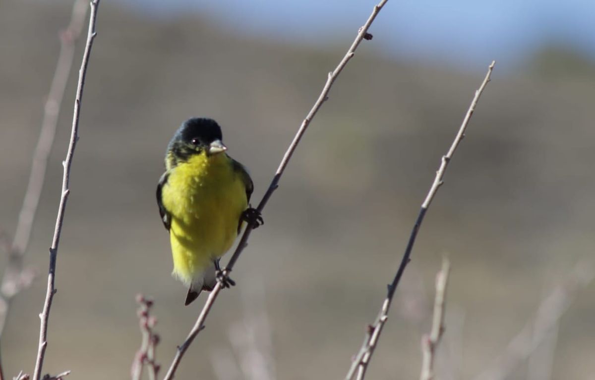 Backyard Bird Habitat. Learn About Any Bird to Create Its Habitat in Your Garden