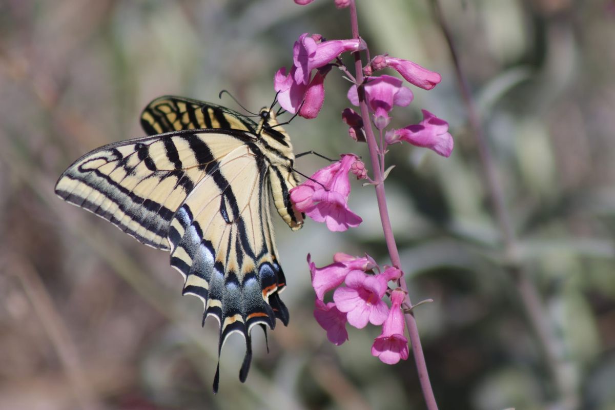 Starting Native Plant Garden (part-2): Where do you find plants for different garden spaces and wildlife.