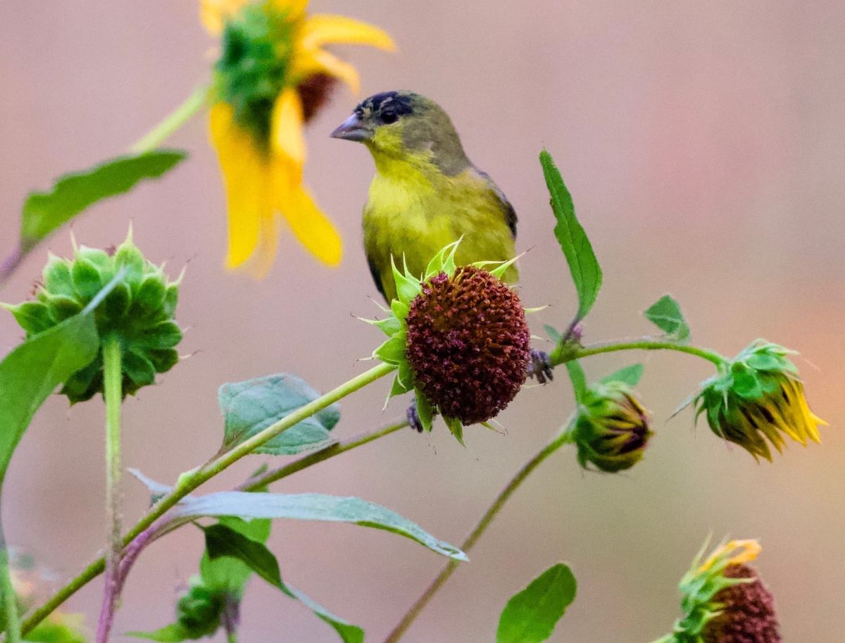 Summer Garden- Native Plants and Wildlife Habitat. Part-2