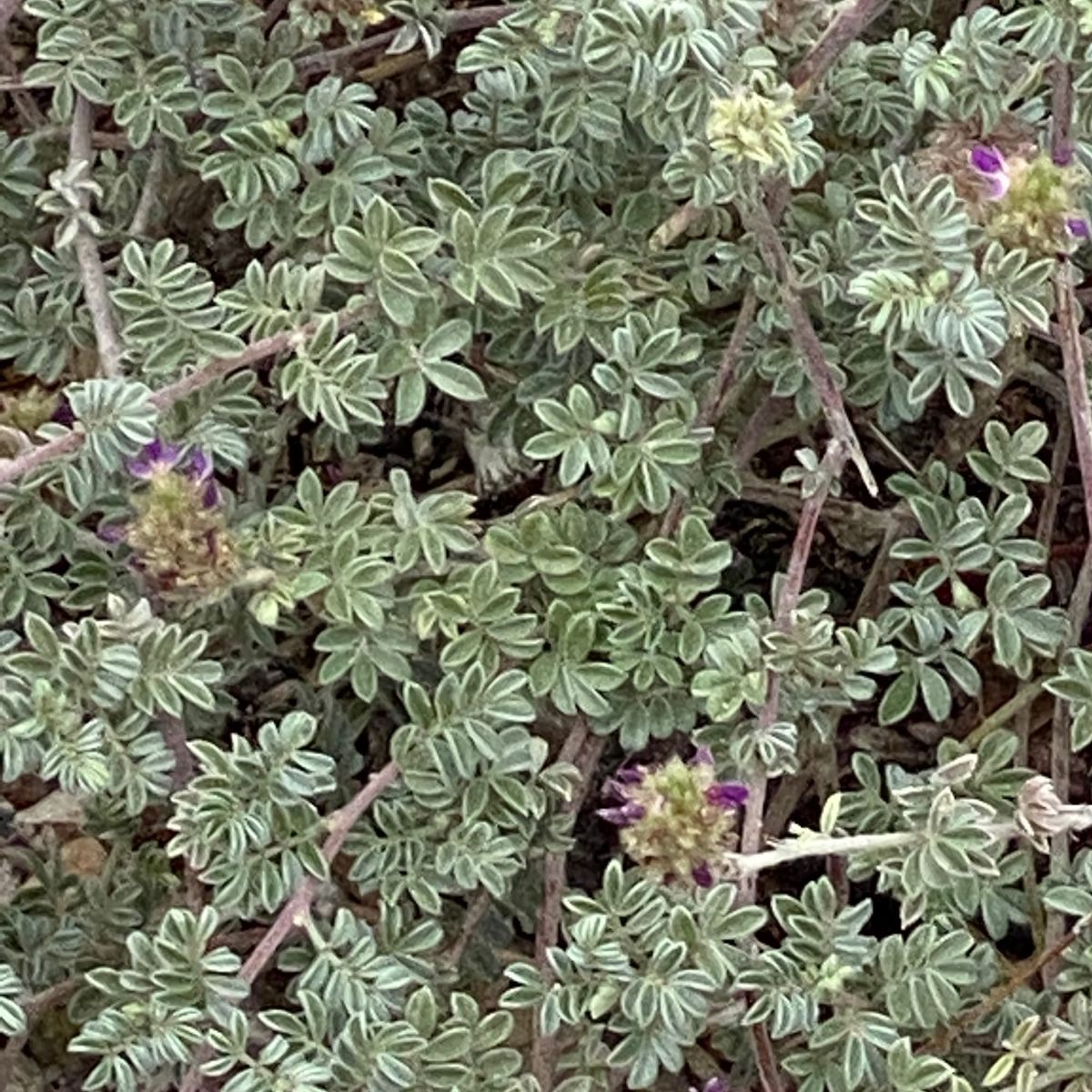 The Humble Ground Cover
