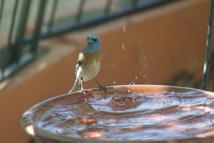 Fall Bird Migration: maximize bird sightings in your backyard and beyond
