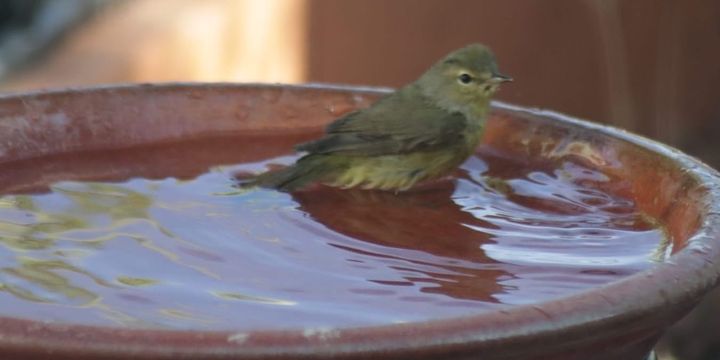 Easy Birdbath Maintenance
