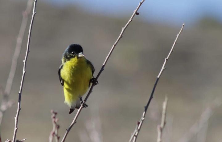 Backyard Bird Habitat. Learn About Any Bird to Create Its Habitat in Your Garden