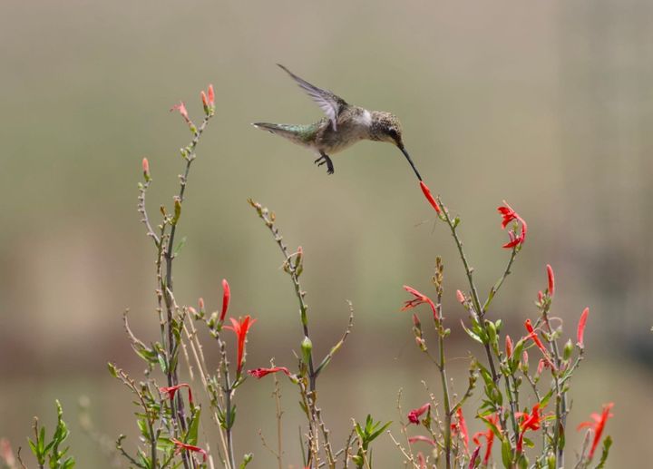 Summer Garden: Native Plants and Wildlife