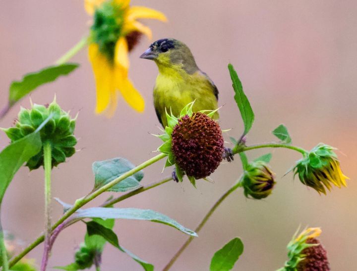 Summer Garden- Native Plants and Wildlife Habitat. Part-2