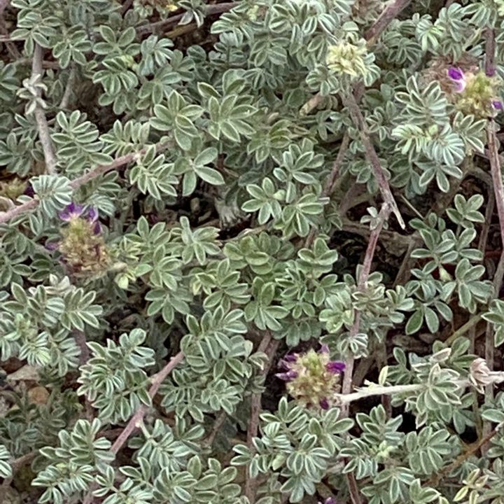 The Humble Ground Cover