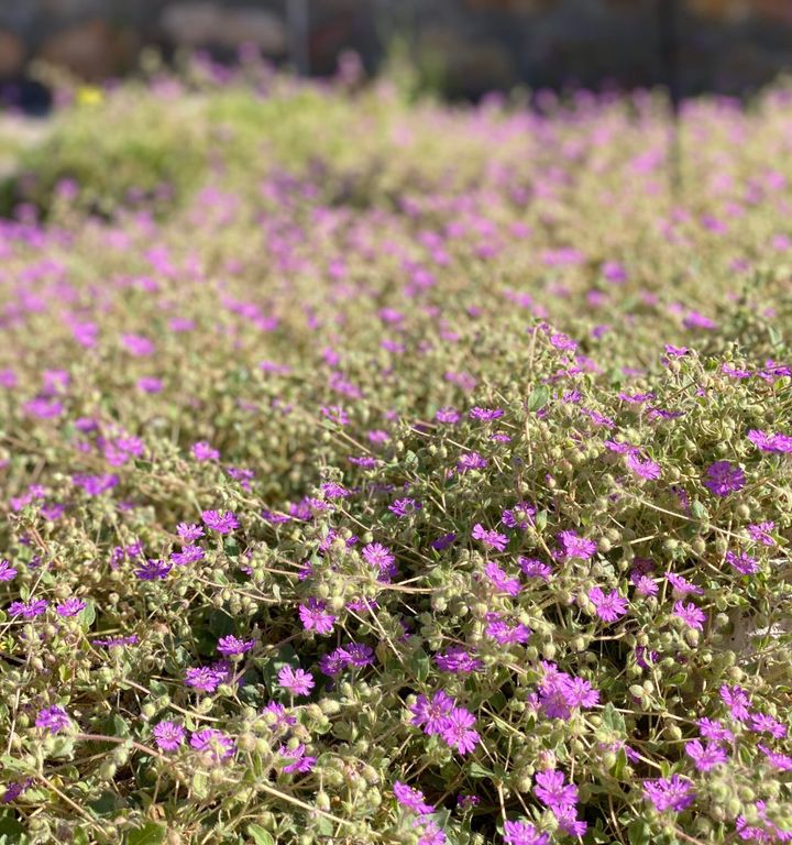 Native Ground Covers for Healthy Garden and Wildlife Habitat
