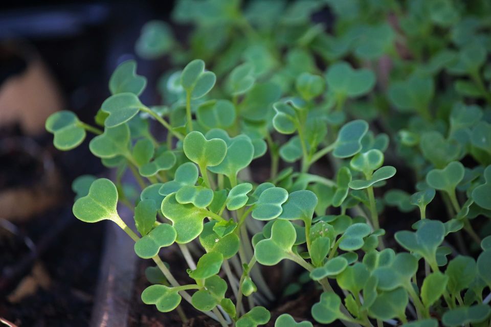 Seed Starting: the question of timing