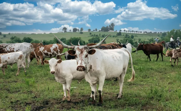 Oportunidades de Empleo en Ranchos: Una Guía para Trabajadores Rurales