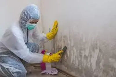 Effective Mold Removal: How to Tackle Household Mold Issues