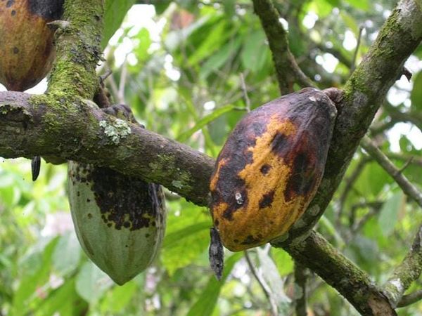 THE COCOA RECKONING: WEST AFRICA’S TREE-STOCK COLLAPSE AND THE SYSTEM THAT CAN NO LONGER HIDE IT