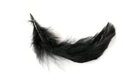 Photo of single black feather, curved, on white background.