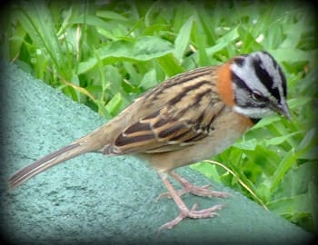 Photo of Rufous-collared sparrow.
