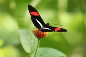 Photo of Heliconius butterfly with blurred tropical background.