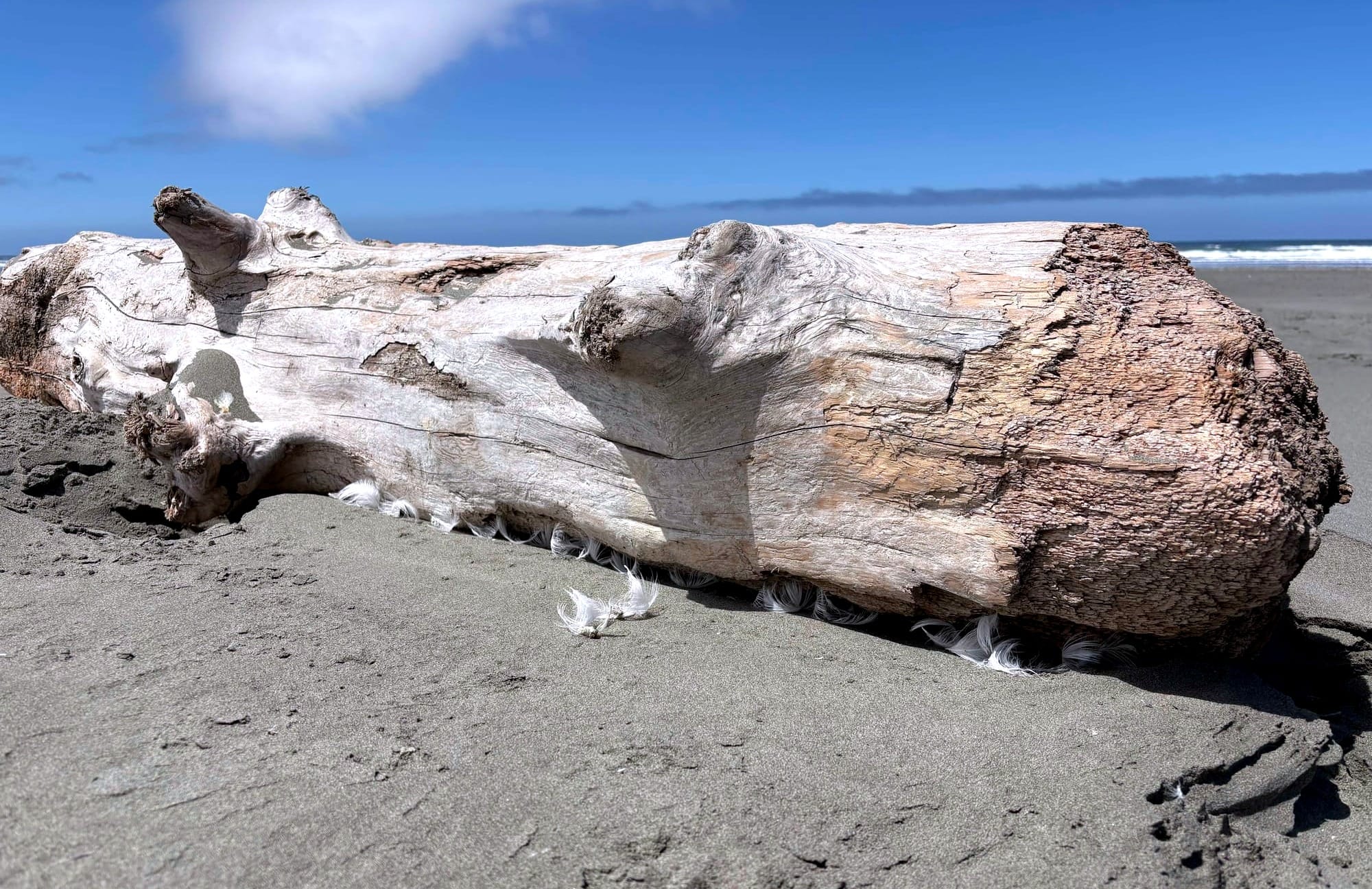 Washed up tree trunk on Clam Beach with white feathers.